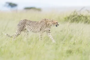 Hunting Prints: Cheetah (Acinonix jubatus) walking through tall grass on savanna