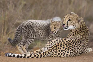Cheetah (Acinonyx jubatis) mother and cub resting, South Africa, Kwazulu Natal Cheetah (Acinonyx jubatis) mother and cub resting, South Africa, Kwazulu Natal