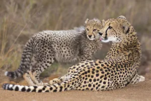 Cheetah (Acinonyx jubatis) mother grooming her cub, South Africa, Kwazulu Natal Cheetah (Acinonyx jubatis) mother grooming her cub, South Africa, Kwazulu Natal