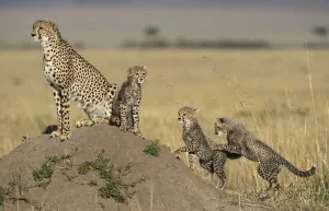 Cheetah (Acinonyx jubatus) adult with cubs on the lookout, Kenya Cheetah (Acinonyx jubatus) adult with cubs on the lookout, Kenya