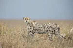 October Prints: Cheetah (Acinonyx jubatus) adult male gazing towards the photographer on grassy plains