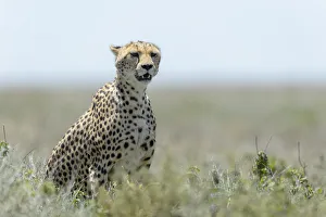 Cheetah (Acinonyx jubatus) adult sitting on savanna, on the lookout for prey Cheetah (Acinonyx jubatus) adult sitting on savanna, on the lookout for prey