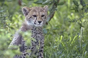 Cheetah (Acinonyx jubatus) cub, sitting in green bush, South Africa, Limpopo