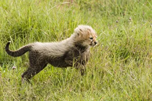 Acinonyx Prints: Cheetah (Acinonyx jubatus) cub, Ngorongoro Conservation Area, Tanzania