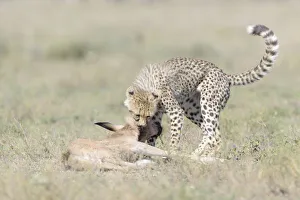 Baby Animal Prints: Cheetah (Acinonyx jubatus) cub killing a just by the mother hunted Blue Wildebeest