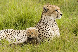Cheetah (Acinonyx jubatus) with cub laying in the grass, Ngorongoro Conservation Area Cheetah (Acinonyx jubatus) with cub laying in the grass, Ngorongoro Conservation Area