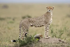 September Prints: Cheetah (Acinonyx jubatus) with one cub looking over the savanna
