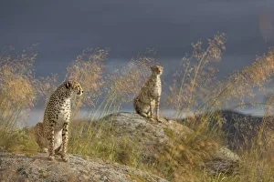 Captive Prints: Cheetah (Acinonyx jubatus) two females sitting on rocks below dark clouds