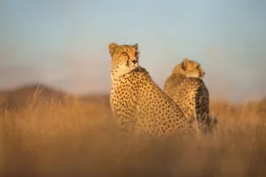 Captive Prints: Cheetah (Acinonyx jubatus) two females together in twilight, Castile-La Mancha, Spain