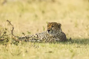 Autumn Prints: Cheetah (Acinonyx jubatus) laying in the shadow, Kenya, Masai Mara National Reserve