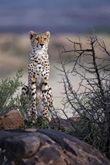 February Prints: Cheetah (Acinonyx jubatus) looking for prey, Tiger Canyons, Free State, South Africa