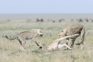 Cheetah (Acinonyx jubatus) mother with cub dragging a just killed Blue Wildebeest