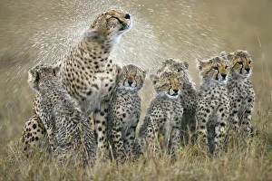 Family Prints: Cheetah (Acinonyx jubatus) mother with her six cubs shaking rain-drenched fur