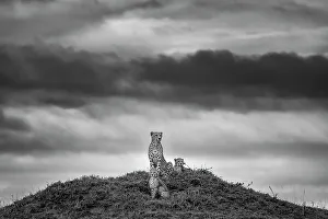 Black Prints: Cheetah (Acinonyx jubatus) mother with two cubs on top of a termite mound overlooking the savanna