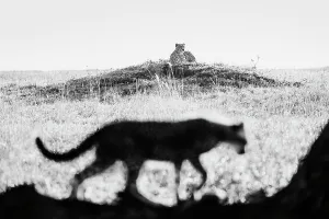 Black Prints: Cheetah (Acinonyx jubatus) mum keeping an eye on her cubs while lying on a termite mound