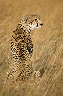 Portrait Prints: Cheetah (Acinonyx jubatus) portrait, Kenya, Masai Mara National Reserve