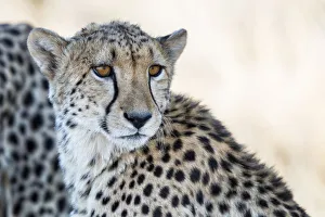 Cheetah (Acinonyx jubatus) portrait in close up, Tiger Canyons Game Reserve, Freestate Cheetah (Acinonyx jubatus) portrait in close up, Tiger Canyons Game Reserve, Freestate