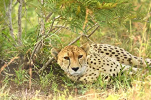 Cheetah (Acinonyx jubatus) resting, Londolozi Game Reserve, South Africa Cheetah (Acinonyx jubatus) resting, Londolozi Game Reserve, South Africa