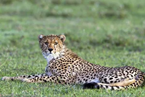 Cheetah (Acinonyx jubatus) resting in the grass, Tanzania, Serengeti Cheetah (Acinonyx jubatus) resting in the grass, Tanzania, Serengeti