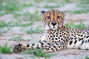 Cheetah (Acinonyx jubatus) resting and looking at camera, Kgalagadi Transfrontier Park Cheetah (Acinonyx jubatus) resting and looking at camera, Kgalagadi Transfrontier Park