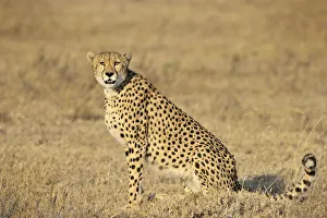 Cheetah (Acinonyx jubatus) sideview, Tanzania, Serengeti National Park, Ndutu