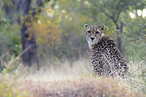 Cheetah (Acinonyx jubatus) sitting in habitat, South Africa, Limpopo Cheetah (Acinonyx jubatus) sitting in habitat, South Africa, Limpopo