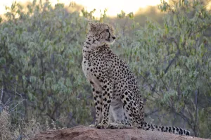 Cheetah (Acinonyx jubatus) sitting in habitat during sunrise, South Africa, Limpopo