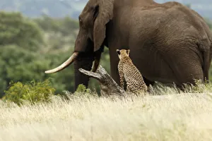 Rear Prints: Cheetah (Acinonyx jubatus) sitting on a tree looking at an African Elephant