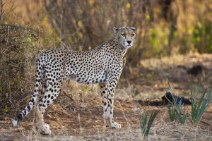 Cheetah (Acinonyx jubatus) standing in habitat, Kenya, Samburu Cheetah (Acinonyx jubatus) standing in habitat, Kenya, Samburu