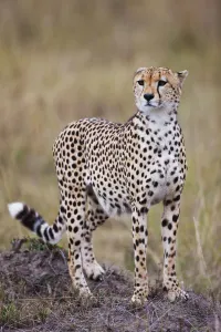 Masai Mara Prints: Cheetah (Acinonyx jubatus) standing on a hill. The Cheetah is the fastest land animal