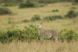 Cheetah (Acinonyx jubatus) standing on the savanna, Kenya, Masai Mara National Reserve Cheetah (Acinonyx jubatus) standing on the savanna, Kenya, Masai Mara National Reserve