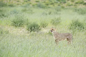Cheetah (Acinonyx jubatus) standing on the savanna, Kgalagadi Transfrontier Park