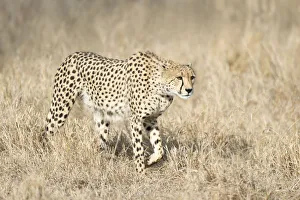 Cheetah (Acinonyx jubatus) starting a hunt, South Africa, Mpumalanga Cheetah (Acinonyx jubatus) starting a hunt, South Africa, Mpumalanga