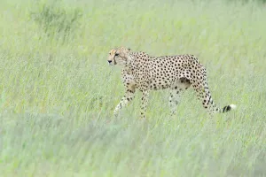 Cheetah (Acinonyx jubatus) waking through the long grass, Kgalagadi Transfrontier Park Cheetah (Acinonyx jubatus) waking through the long grass, Kgalagadi Transfrontier Park