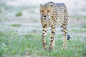 Cheetah (Acinonyx jubatus) walking towards camera, Kgalagadi Transfrontier Park Cheetah (Acinonyx jubatus) walking towards camera, Kgalagadi Transfrontier Park