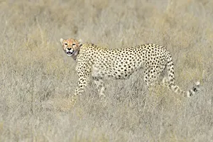 Tanzanian Prints: Cheetah (Acinonyx jubatus) walking on savanna
