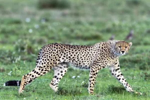 cheetah (Acinonyx jubatus) walking on the Serengeti Plains, Tanzania, Serengeti