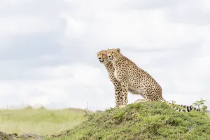 Masai Mara Prints: Two Cheetahs (Acinonix jubatus) sitting on a hill, looking over savanna