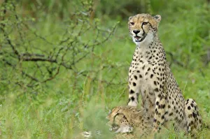 Two Cheetahs (Acinonyx jubatus) are resting in grassland, South Africa, Limpopo Two Cheetahs (Acinonyx jubatus) are resting in grassland, South Africa, Limpopo