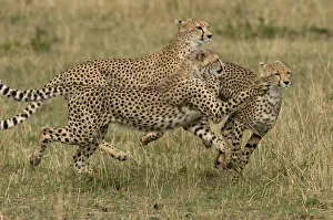 Cheetahs (Acinonyx jubatus) running, Kenya, Masai Mara National Reserve