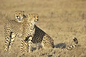 Endangered Prints: Two cheetahs sitting in grassland, Tanzania, Ndutu, Ngorongoro Conservation Area
