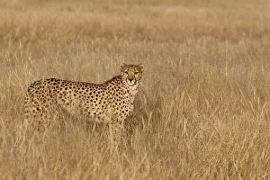 Cheetha (Acinonyx jubatus) standing in high grass, Namibia, Etosha Cheetha (Acinonyx jubatus) standing in high grass, Namibia, Etosha