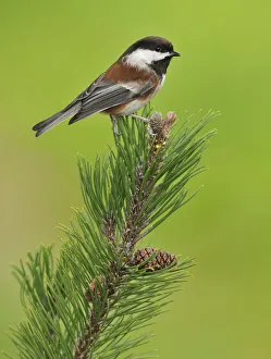 Chestnut-backed Chickadee (Poecile rufescens), British Columbia, Canada Chestnut-backed Chickadee (Poecile rufescens), British Columbia, Canada