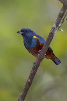 Chestnut-bellied Euphonia (Euphonia pectoralis), Atlantic rainforest, Brazil Chestnut-bellied Euphonia (Euphonia pectoralis), Atlantic rainforest, Brazil