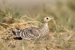 Chestnut-bellied Sandgrouse (Pterocles exustus) female, Oman