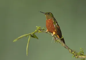 Chestnut-breasted Coronet (Boissonneaua matthewsii) perched on a branch, Napo, Ecuador