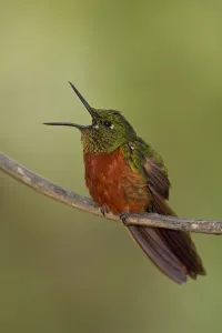 Hummingbirds Prints: Chestnut-breasted Coronet (Boissonneaua matthewsii) singing, Ecuador