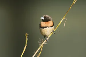Australia Prints: Chestnut-breasted Mannikin (Lonchura castaneothorax) perched on a twig, Queensland