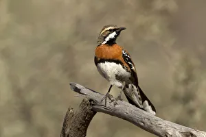 Chestnut-breasted Quail-thrush (Cinclosoma castaneothorax) male, Queensland, Australia