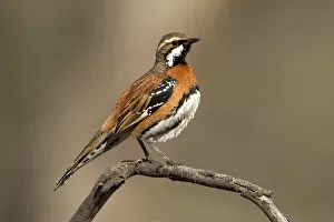 Chestnut-breasted Quail-thrush (Cinclosoma castaneothorax) male, Queensland, Australia